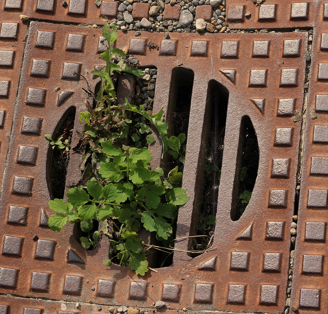 Lebender Regenwasserdeckel.