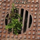 Lebender Regenwasserdeckel.