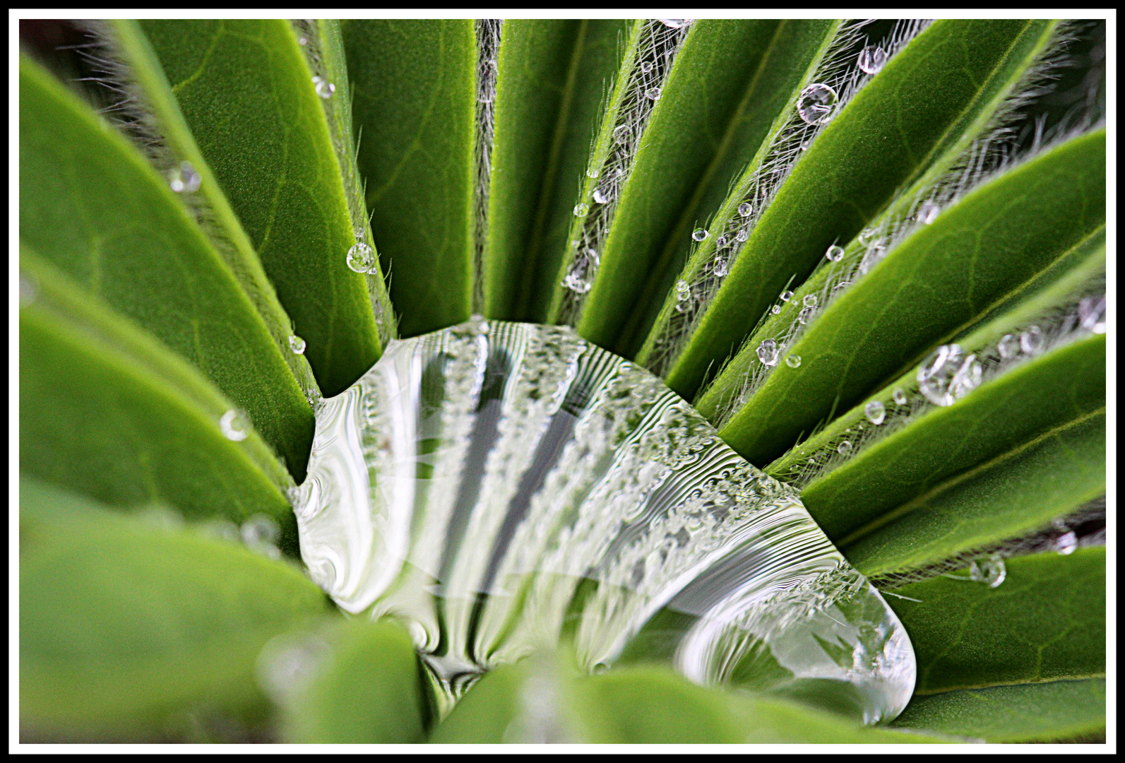 Lebender Wassertropfen