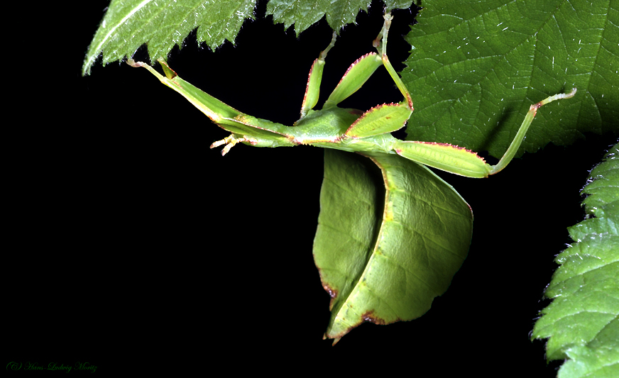 lebendes Blatt