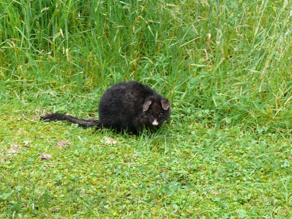 !lebendes! Opossum