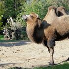 Lebendes Schimpfwort im Kölner Zoo