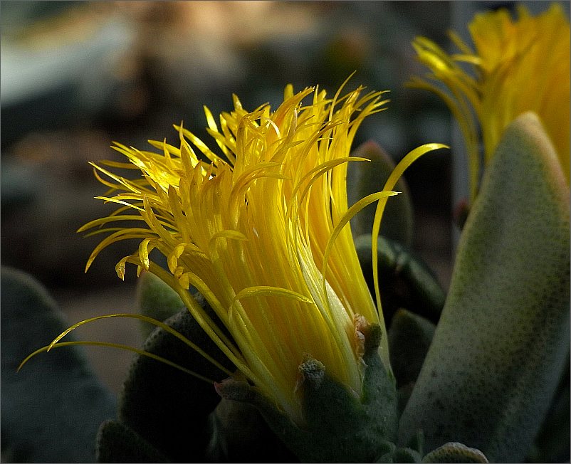 " Lebendes Steinchen" - Lithops