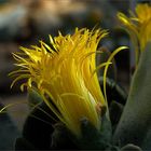 " Lebendes Steinchen" - Lithops