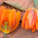 Lebendig begraben - Tulpenfriedhof