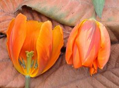 Lebendig begraben - Tulpenfriedhof