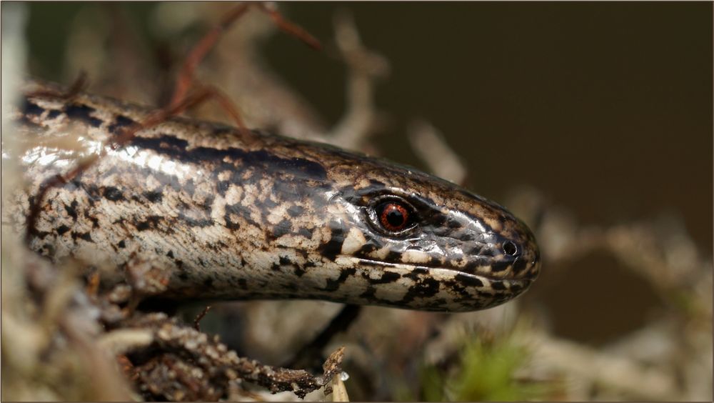 Lebendig gefallen mir die Reptilien auf jeden Fall besser :-)