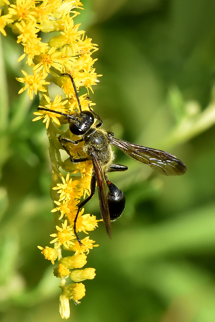 Lebendige Goldrute