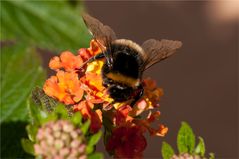 lebendige Hummel