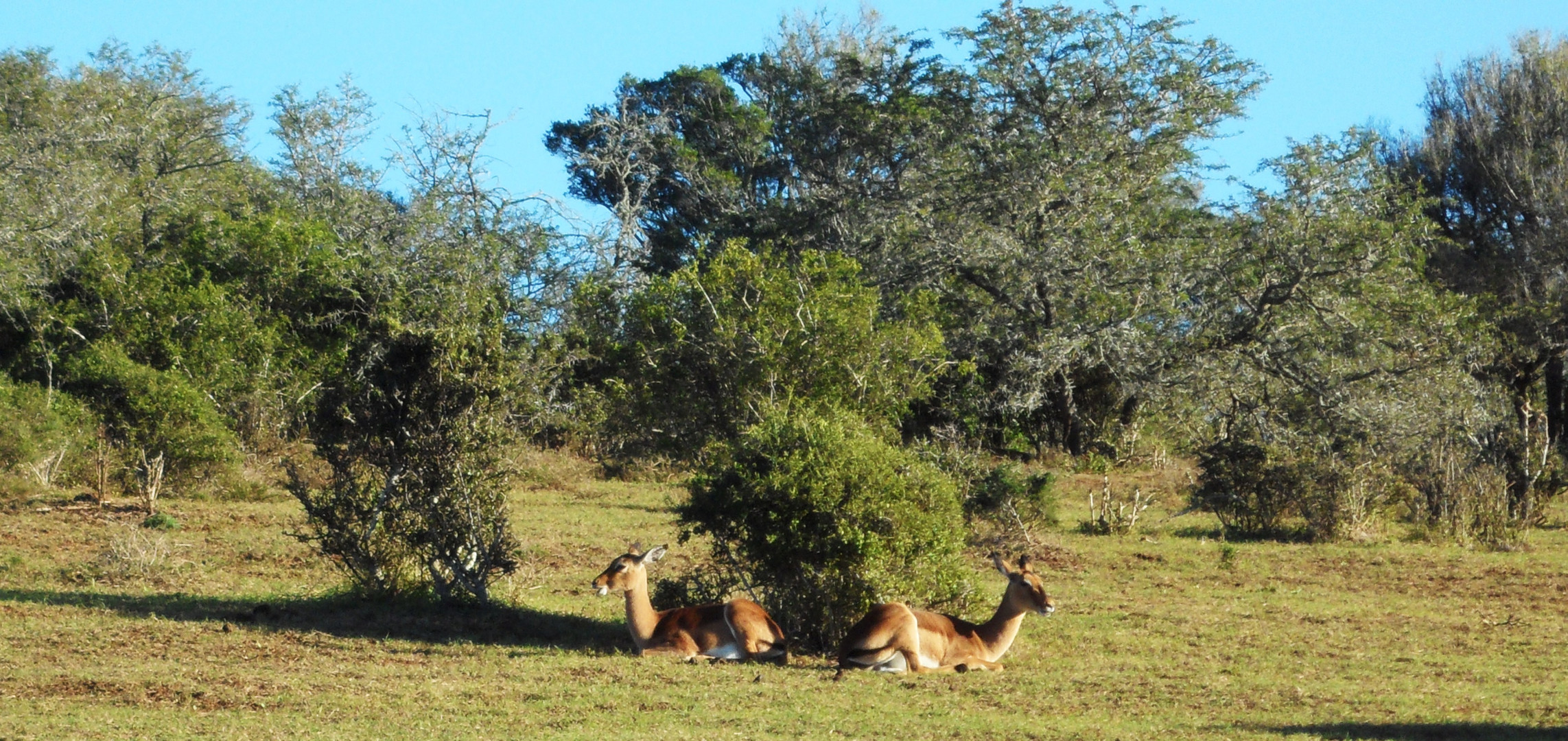 Lebendige Natur