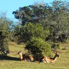 Lebendige Natur