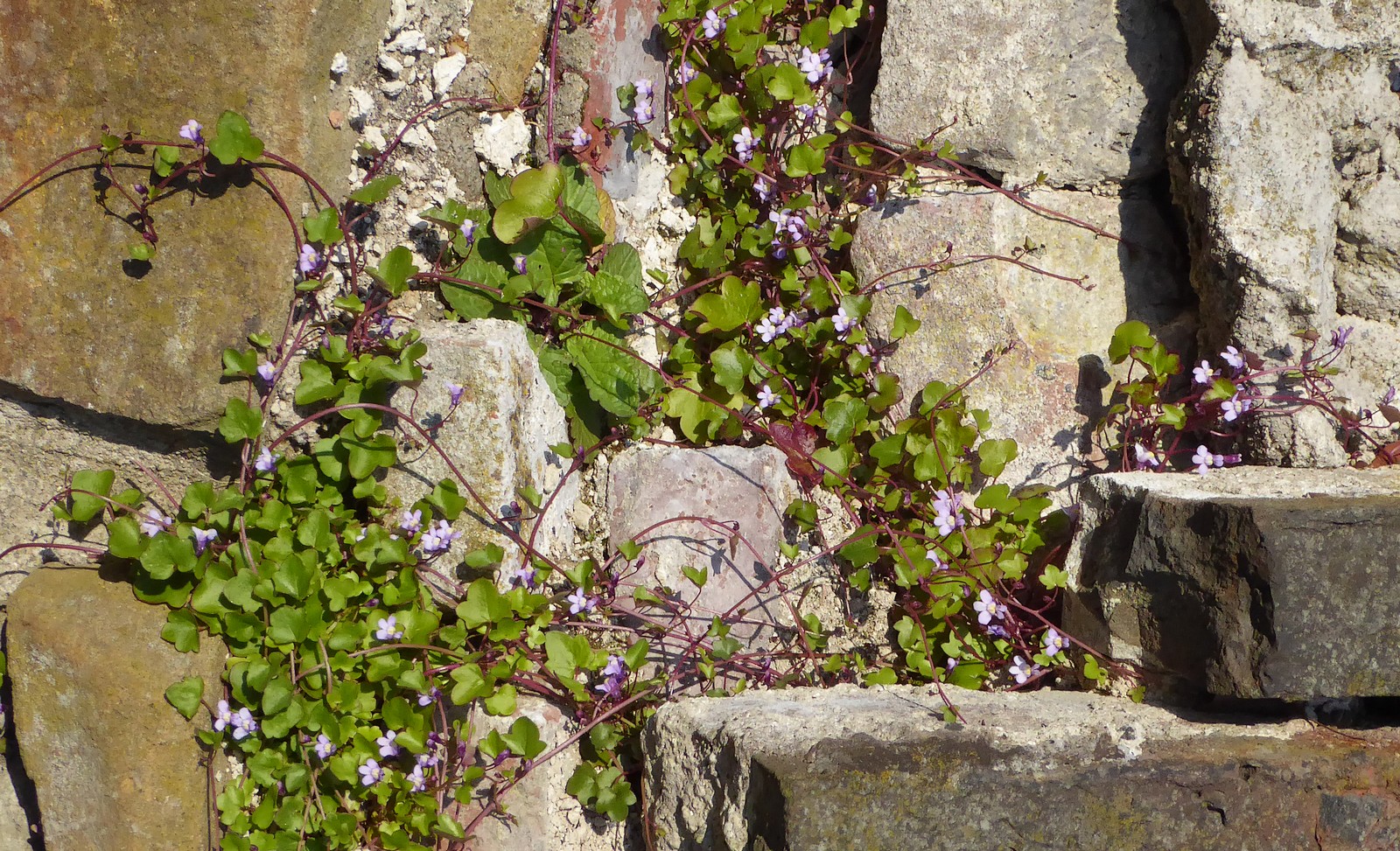 Lebendige Ruine