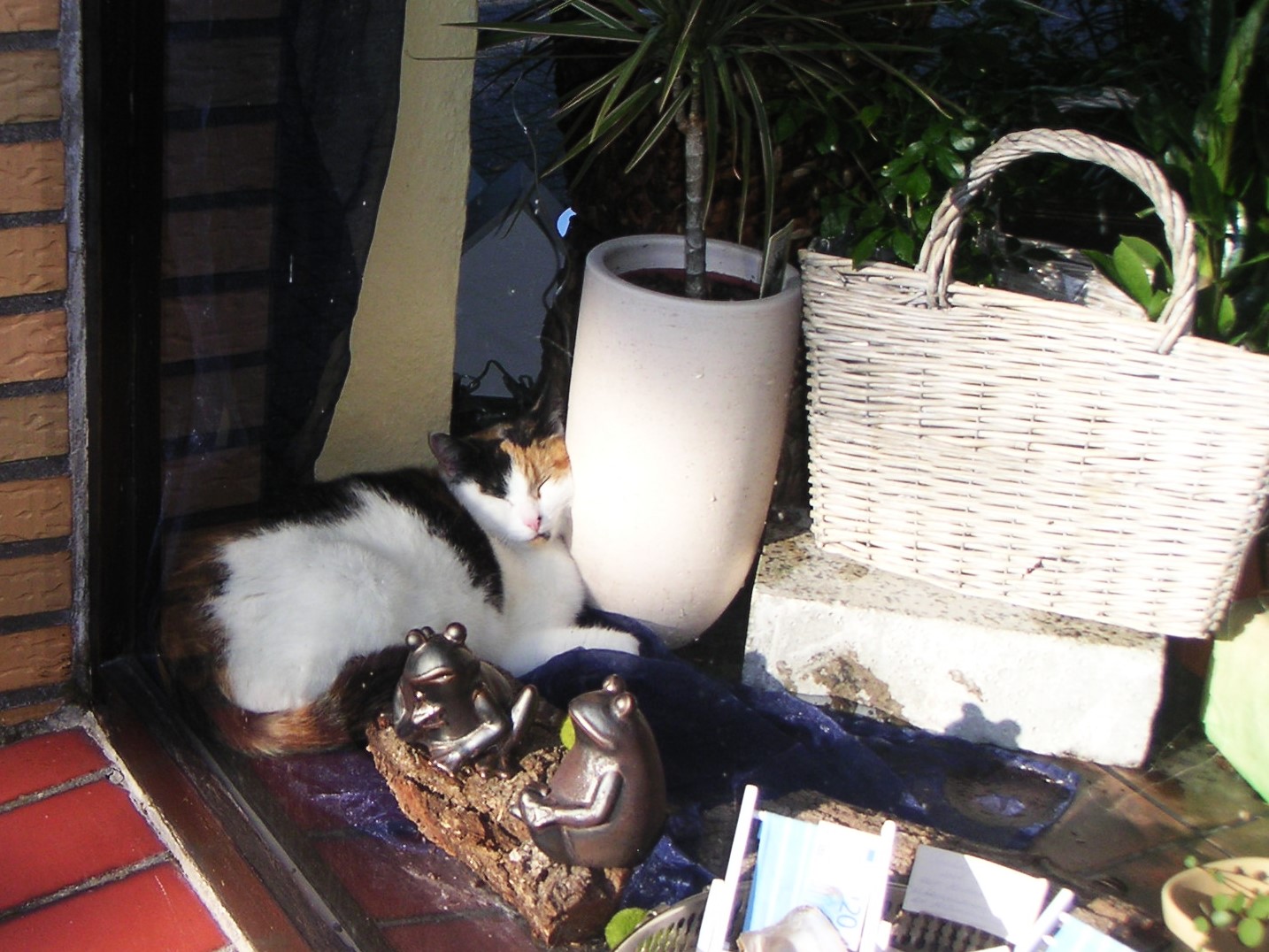 lebendige Schaufensterdeko - Katze nistet sich ins Sonnenfenster ein