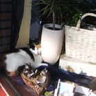 lebendige Schaufensterdeko - Katze nistet sich ins Sonnenfenster ein