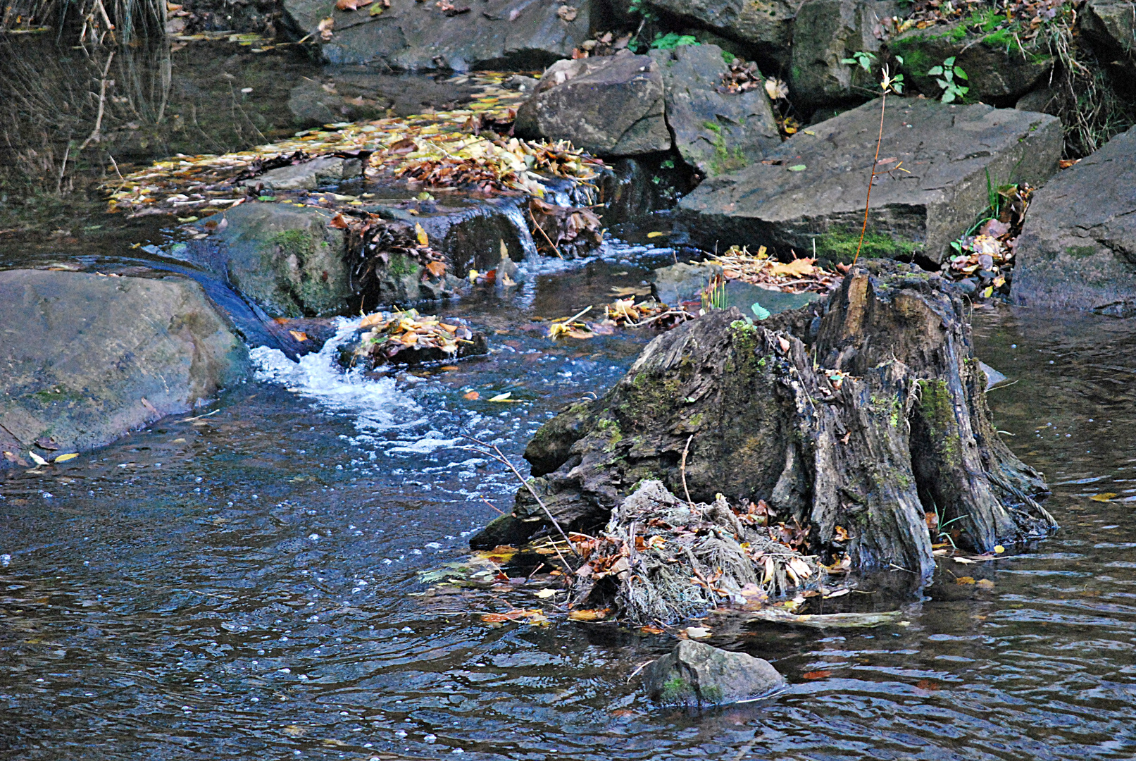 lebendige Steine...