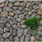 Lebendige Trockenmauer