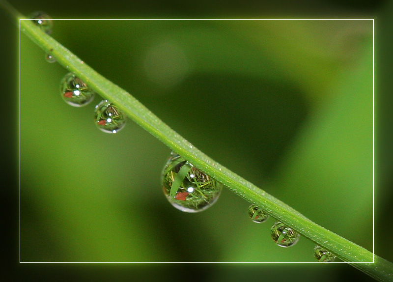 Lebendige Wassertropfen