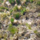 Lebendige Wasserwelt:irisierend,schillernd,geheimnisvoll