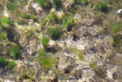 Lebendige Wasserwelt:irisierend,schillernd,geheimnisvoll