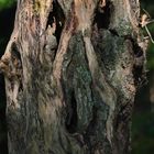 Lebendiger Baum -