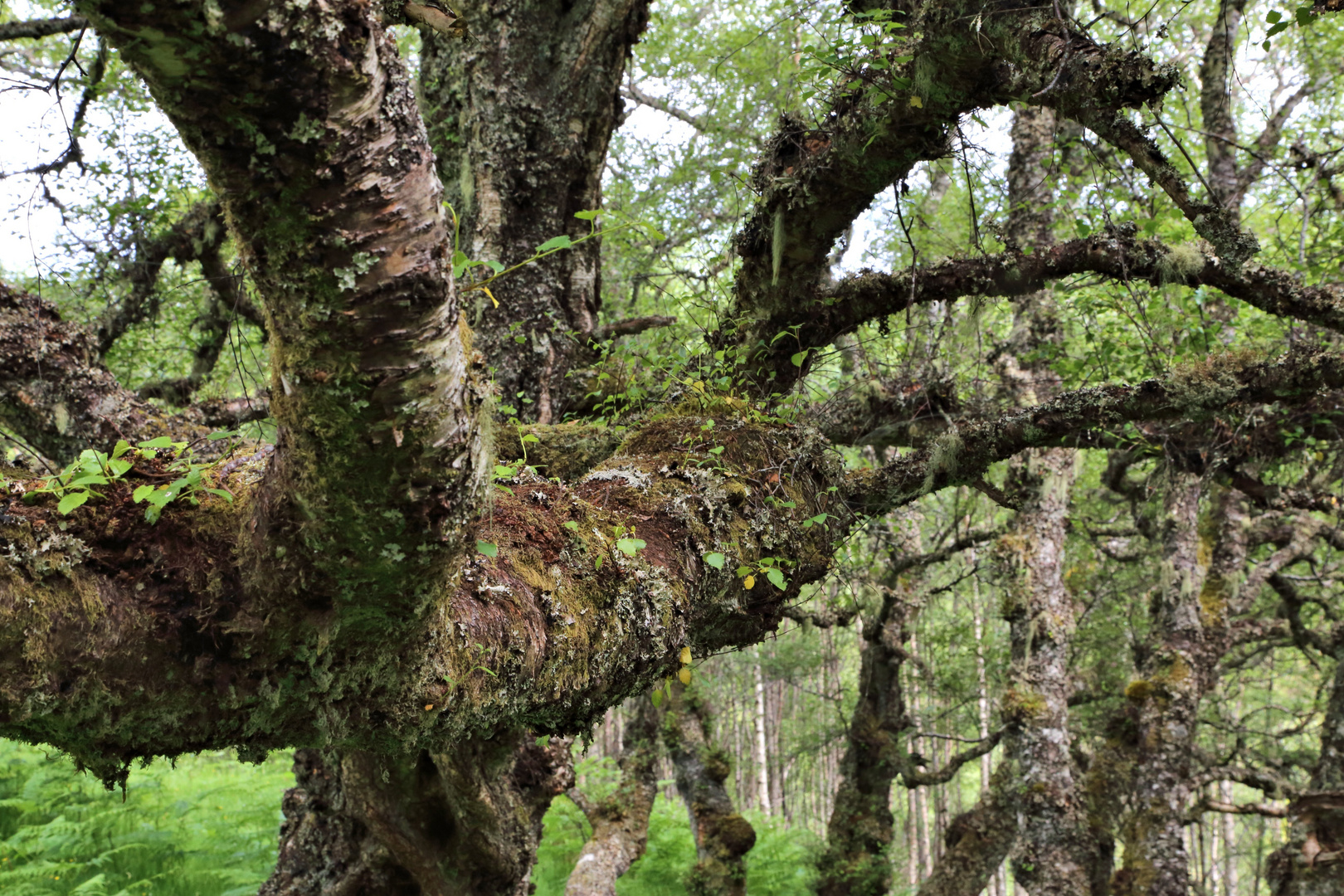 lebendiger Baum