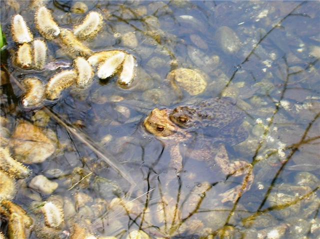 lebendiger gartenteich!