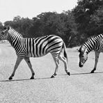 lebendiger Zebrastreifen