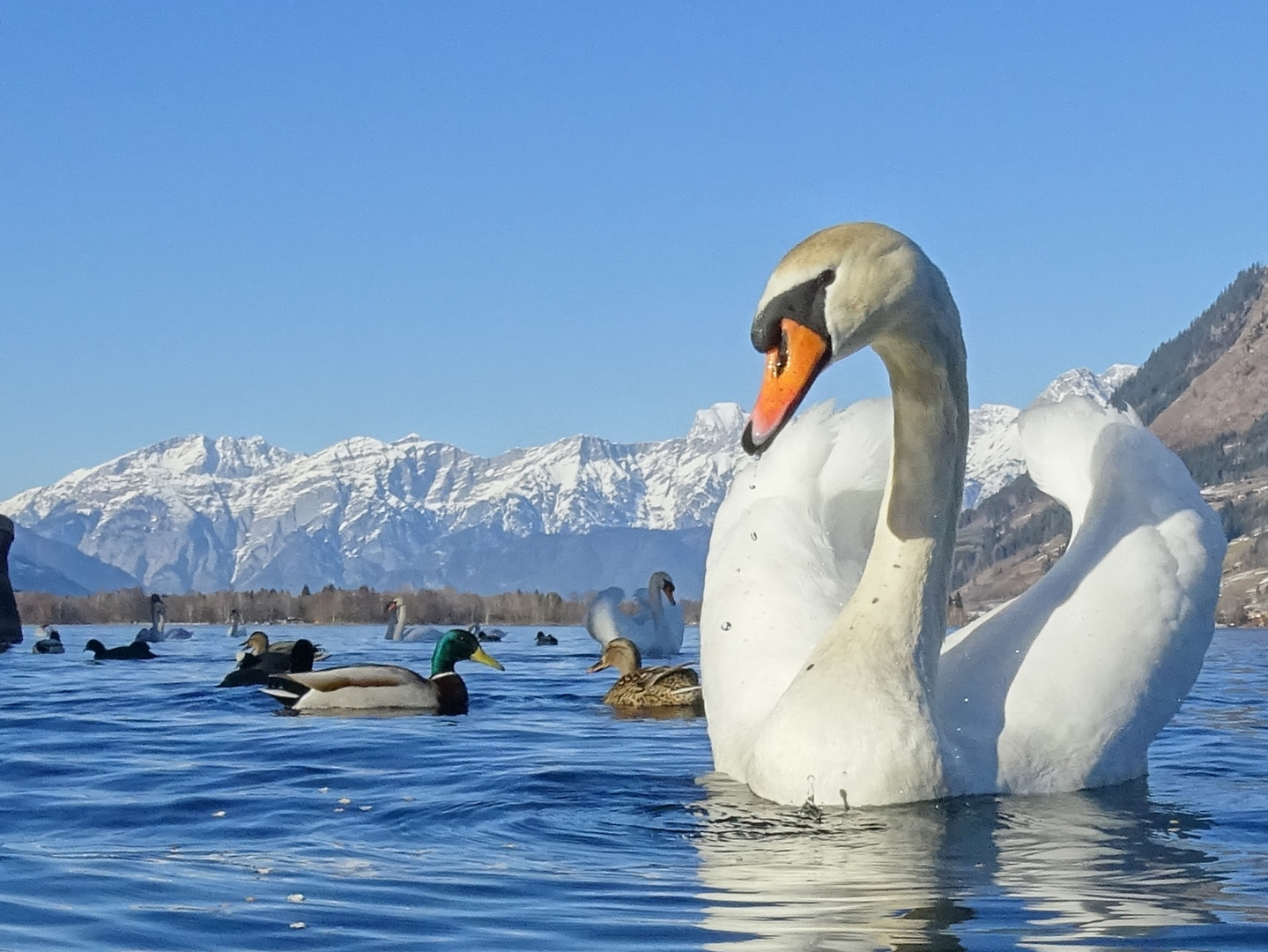 Lebendiger Zeller See