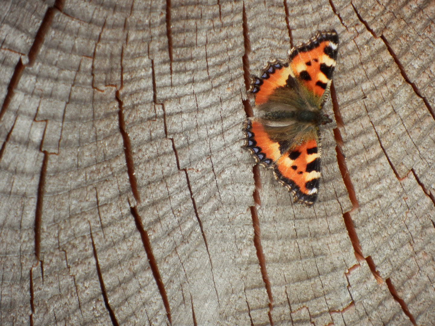 lebendiges Holz