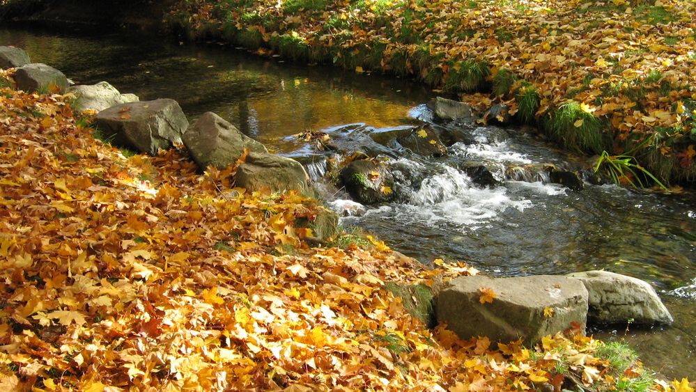 Lebendiges Wasser im Herbst