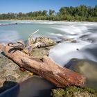 lebendiges Wasser mit Schwemmholz - die Salzach nach der gelungenen Renaturierung 