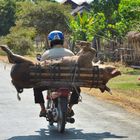 Lebendtransport - Kambodscha