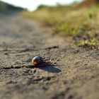 Lebens-Lauf: französische Delikatesse rennt um ihr Leben