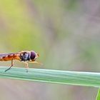 lebens wege im fluss der natur ...