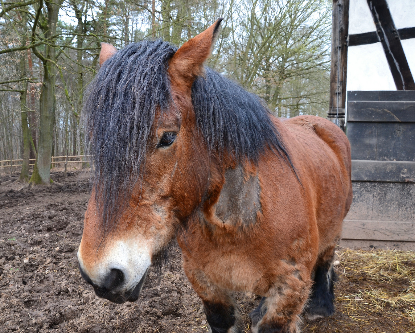 Lebensabend auf dem Bauernhof