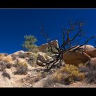 "Lebensader" - Joshua Tree NP