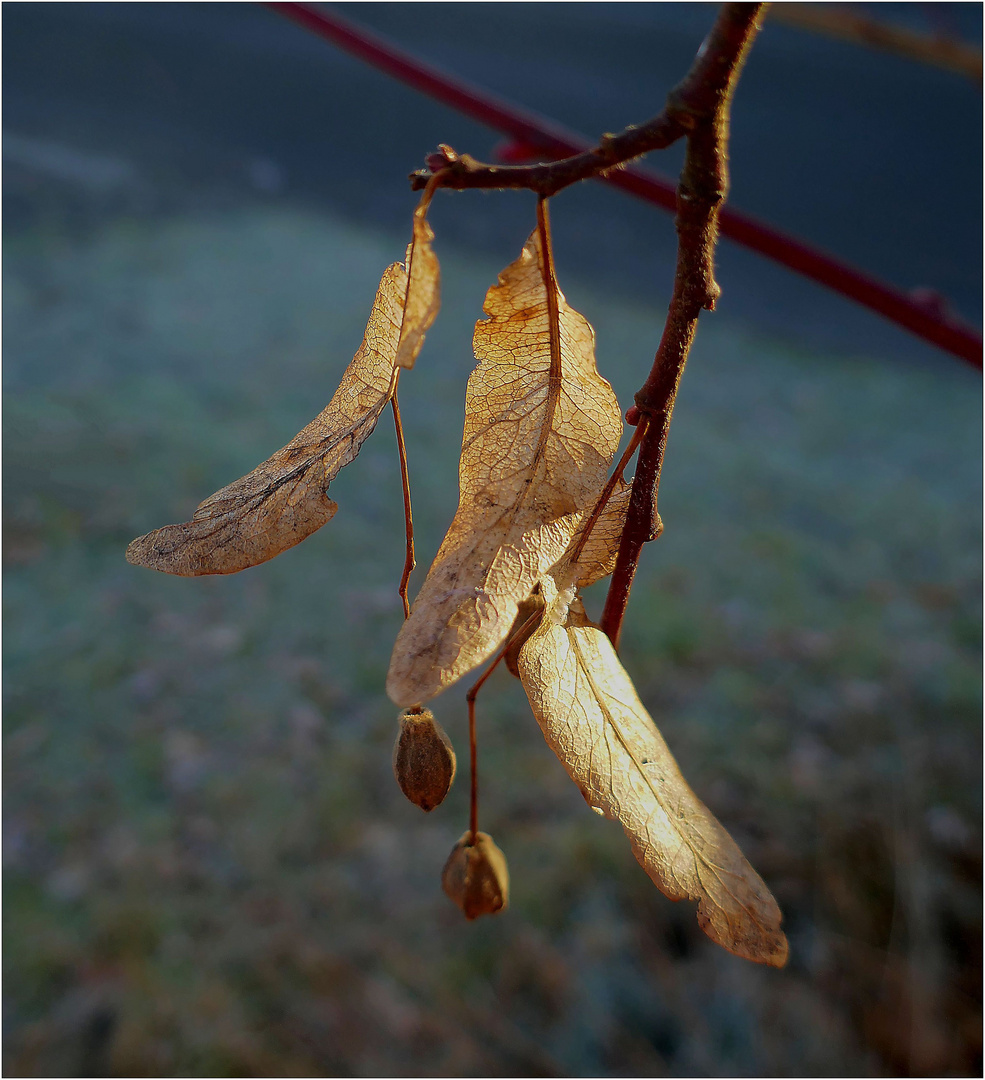 Lebensadern auf alten Pflanzen