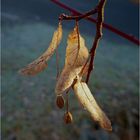 Lebensadern auf alten Pflanzen