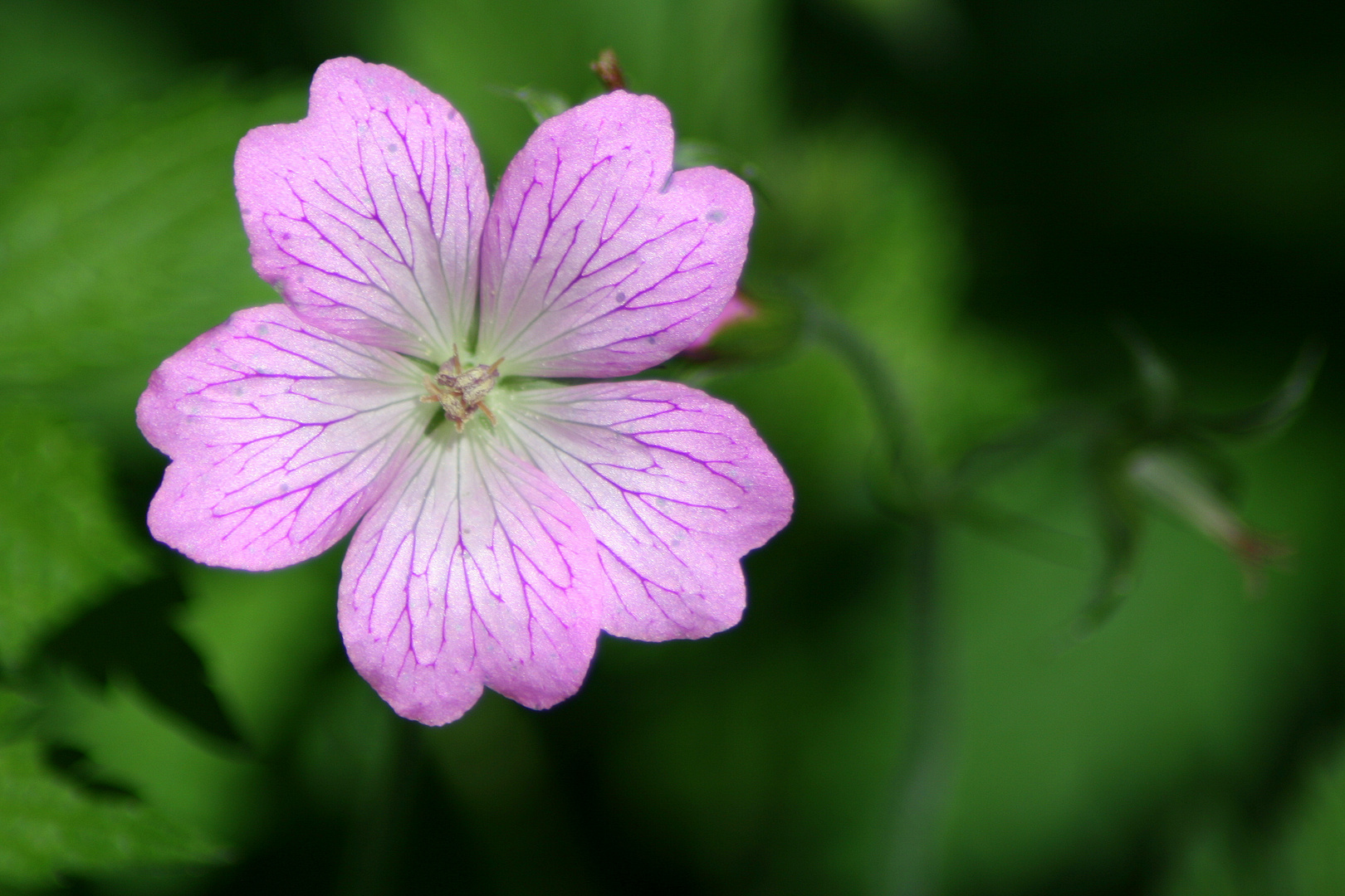 Lebensadern der Blüte