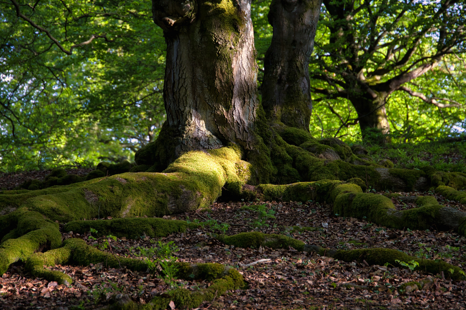 Lebensadern.  ( Hutewald Halloh bei Albertshausen )