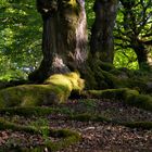 Lebensadern.  ( Hutewald Halloh bei Albertshausen )