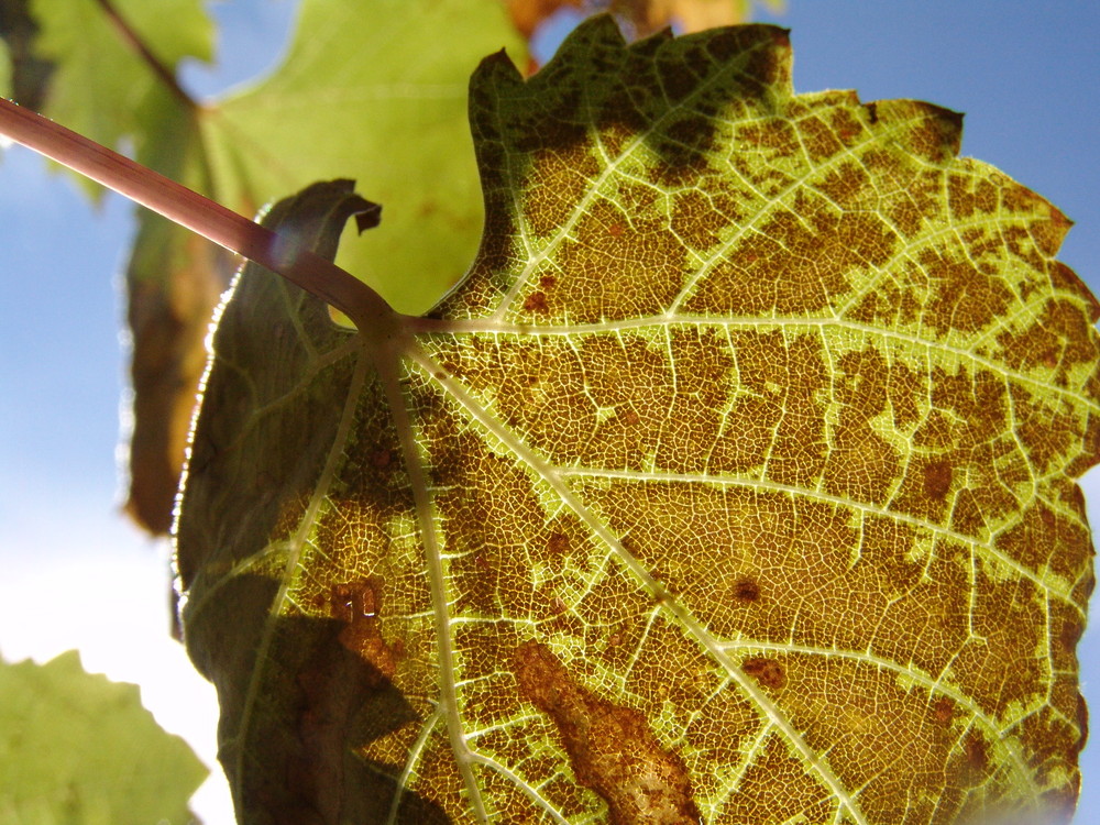 Lebensadern im Herbst