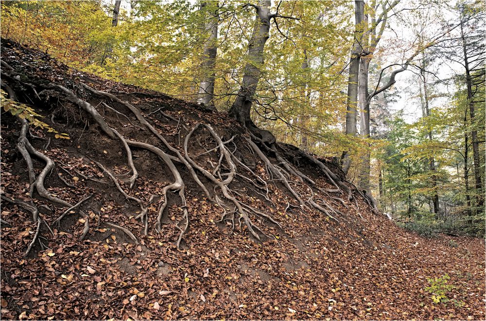 Lebensadern im Süntel