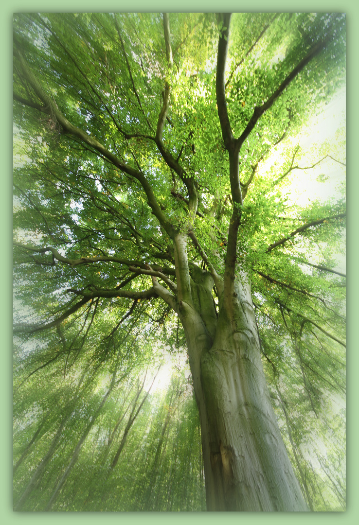 Lebensbaum Foto & Bild | pflanzen, pilze & flechten, bäume, laubbäume