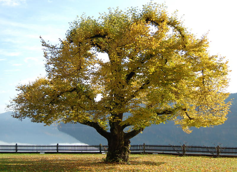 Lebensbaum Foto & Bild | baum, natur, österreich Bilder auf fotocommunity
