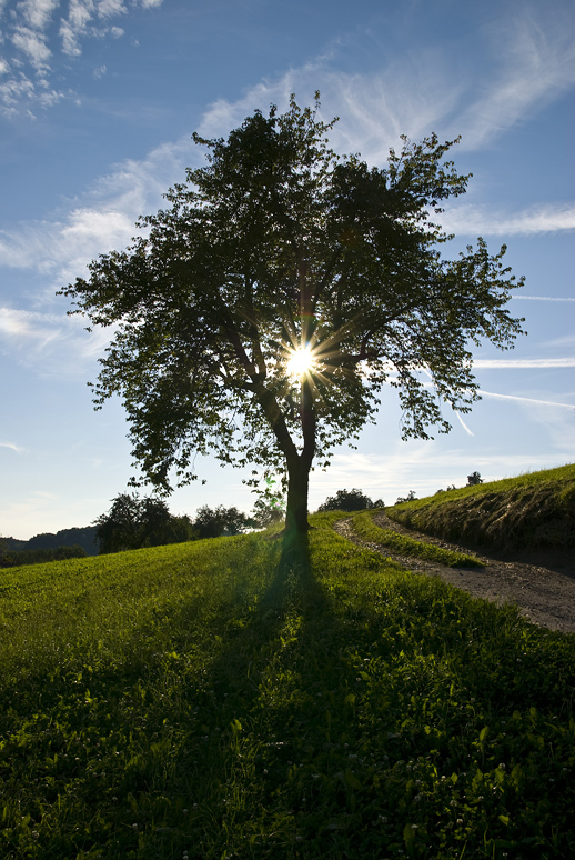 Lebensbaum