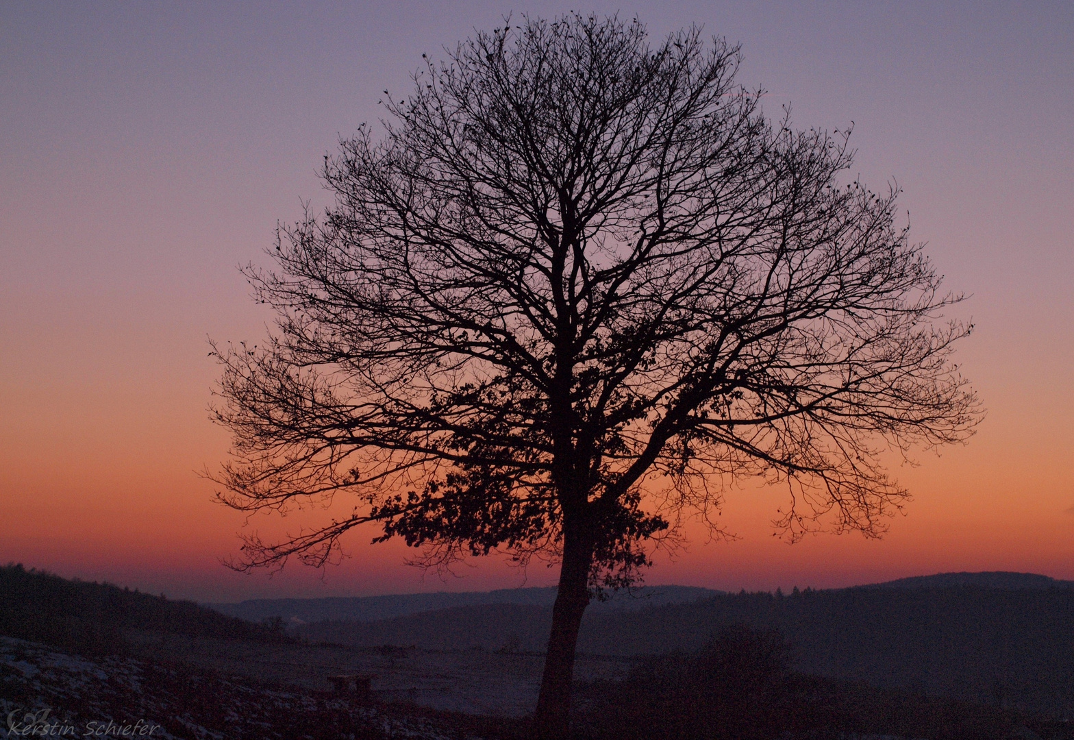 Lebensbaum beim Sonnenuntergang