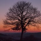 Lebensbaum beim Sonnenuntergang