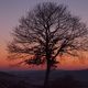 Lebensbaum beim Sonnenuntergang