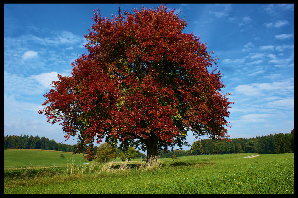 Lebensbaum